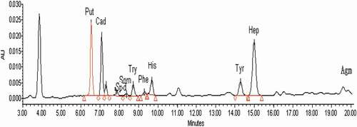 Figure 2. Chromatogram of derivatives of biogenic amines in sample 1.