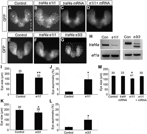 Figure 2. Traf4a knockdown results in small and asymmetric eye vesicles. A-G: Dorsal views of 12 ss (A-D) and 18 ss (E-G) Tg(rx3:GFP) control embryos (A,E), and embryos injected with either e1i1 MO (B,F), e3i3 MO (G), wild-type zebrafish traf4a mRNA (C), or e1i1 MO along with wild-type zebrafish traf4a mRNA (D). In G, the left eye vesicle outline is superimposed on the right eye. Morphant eye vesicles (outlined) are misshaped, and can be smaller in antero-posterior length. e, eye vesicle; hy, hypothalamus. H: RT-PCR showing knockdown or missplicing of the traf4a transcript with the e1i1 and the e3i3 antisense MOs, respectively, with ef1α as a loading control. I,K,M: Eye size (µm) as measured by the antero-posterior length of the shorter eye vesicle for 18 ss control, and e1i1 (I) and e3i3 (K) traf4a morphant embryos; 12 ss control embryos, and embryos injected with e1i1 with or without wild-type zebrafish traf4a mRNA (M). J,L: Mean percentage difference between the length of e1i1 (J) or e3i3 (L) embryos’ two eye vesicles. Error bars are standard deviation, and numbers above bars indicate number of embryos. Statistics (* p < 0.05, **, p < 0.01) represent: two-tailed, unpaired Student’s t-tests for I,K (N = 3) and J,L (N = 4); One Way ANOVA, Dunnett’s post-hoc test (M, N = 4).