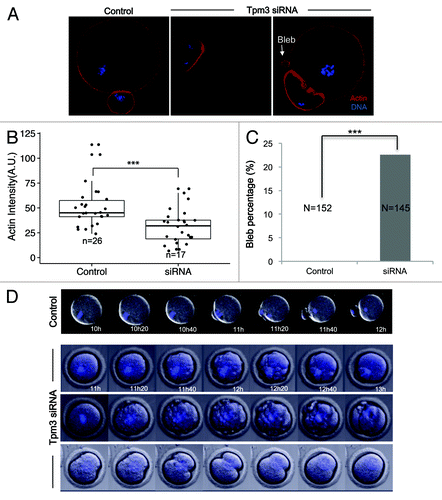 Figure 3. Knockdown of Tpm3 decreases the level of cortical actin and causes membrane blebbing. (A) Phalloidin staining of cortical actin in control small interfering RNA (siRNA)- and Tpm3-targeting siRNA-injected oocytes. Red, actin; blue, DNA. Arrow indicates blebs formed in Tpm3-targeting siRNA-injected oocytes. (B) Quantification of the amount of actin in each oocyte. The fluorescence intensity of phalloidin in the cortex of control and Tpm3-knockdown oocytes (n = 26) was measured using ImageJ and the mean value is provided. The box range represents the standard error of the mean, the whiskers represent the standard error, and the line inside the box represents the mean. Statistical significance was assessed using Welch 2-sample t test with a confidence interval of 95%. (C) Percentage of oocytes that exhibit membrane blebbing (n = 152 and 145 for control and Tpm3-knockdown oocytes, respectively). Statistical significance was assessed using the χ2 test with a confidence interval of 95%. (D) Time-lapse microscopy of maturing Tpm3-knockdown oocytes. DNA was stained with Hoechst 33342 (blue). Control: control siRNA-injected oocyte. The control oocyte extruded a polar body after 11–12 h of incubation (also see Video S1). Tpm3-targeting siRNA: 3 representative oocytes are shown. In the top panel, numerous blebs are formed just before cytokinesis and then the polar body is extruded (also see Video S2). In the middle panel, the oocyte has blebs and divides symmetrically (also see Video S3). In the bottom panel, the oocyte divides symmetrically, but fails to finish cytokinesis (also see Video S4).