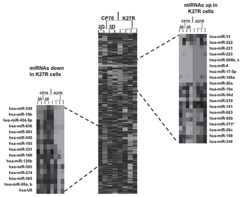 Figure 5 miRNAs are targeted during 2D to 3D transition. (A) miRNA microarray heat map. Top 15 upregulated and downregulated miRNA genes in CP 70-K27R cells, as compared to the parental CP 70 cells. A custom microarrayCitation84 was used to determine miRNA expression, using two replicates for each cell line. Clustering of miRNA expression data was performed using CLUSTER,Citation85 with filtering to remove inconsistencies between replicates. For clustering, we first log-transformed the data and median-centered the array and genes, followed by average linkage clustering. The expanded images flanking the heat map highlight the most significantly changed genes (p > 0.02, top 98%). No significant difference between replicated samples or between 2D and 3D for each cell line (p > 0.95).