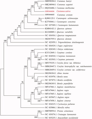 Figure 1. Phylogenetic tree based on 35 complete sequences of chloroplast genome in different species. The accession number in red font was the newly sequenced Castanea sativa in this study.