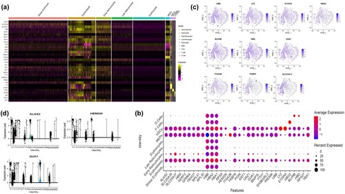 Figure 3. Heterogeneity observed in the erythroid cell population: (A) Heatmap of the integrated scRNAseq dataset showing the expression patterns of the top marker genes in the 9 cell types. In the plot, high values are in yellow while how values are in purple. (B) Gene signature plot showing the average expression of differentially expressed features in the different cell types. This is showing both the magnitude of expression of the marker genes and the proportion of cells expressing the gene. (C) t-SNE plots displaying transcription activities for the differentially expressed genes in the different clusters of the erythroid population. Each t-SNE plot shows a particular gene marker that is differentially expressed in a specific cell type. (D) Violin plot showing the DEGs of the stress erythroid population in the different clusters.
