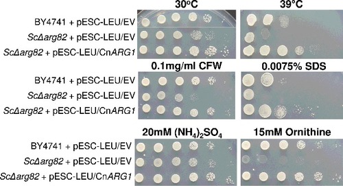 Figure 1. Arg1 from C. neoformans restores defective phenotypes in the S. cerevisiae arg82Δ mutant. ARG1 cDNA was cloned into the pESC-LEU vector, which was then used to transform the S. cerevisiae arg82Δ mutant. Cells containing cloned ARG1 or empty vector were spotted onto plates containing the various media, as indicated, from 106 cells per drop to 10 cells per drop. Plates were incubated at either 30°C or 39°C