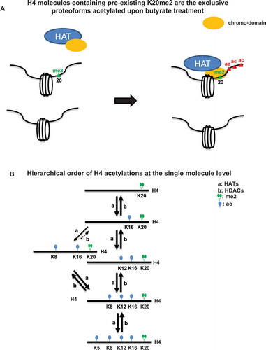 Figure 6. (A) A potential model to explain the proteoform specific increases in H4 acetylation that are observed immediately. Acetylation may be indirectly mediated by a protein with the capacity to recognize H4K20me2. (B) A schematic of the reaction pathways for the observed progressive and hierarchical order of H4 acetylations as cells respond to butyrate.