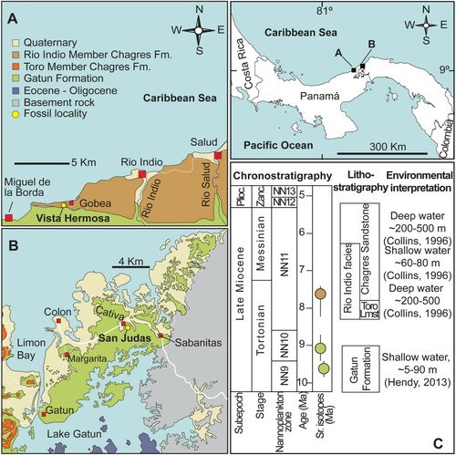 FIGURE 2. Geological maps showing the fossil localities where istiophorid remains were recovered from the Gatun Fm. and Rio Indio Member of Chagres Fm. A, Salud to Miguel de la Borda map of the Caribbean West coast of Panama, displaying the fossil locality at Vista Hermosa quarry; B, Central Colon geological map showing the distribution of the Gatun Fm. and the fossil locality at the San Judas Tadeo quarry in Cativa; C, lithostratigraphy, age, and paleobathymetry of the Chagres and Gatun formations. Modified after Coates et al. (Citation1992), Collins et al. (Citation1996), and Hendy (Citation2013).