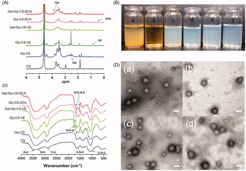 Figure 2. Characterizations of chitosan derivatives and nanoparticles. (A) FT-IR spectra of chitosan derivatives. (B) 1H NMR spectra of chitosan derivatives. (C) Appearance of aqueous solutions: (a) CS, (b) Gly-CS, (c) Gly-CS-VE, (d) Gal-Gly-CS-VE, (e) Gly-CS-DCA, (f) Gal-Gly-CS-DCA. (D) TEM images of chitosan nanoparticles: (a) Gly-CS-VE, (b) Gal-Gly-CS-VE, (c) Gly-CS-DCA, (d) Gal-Gly-CS-DCA, scale bar = 100 nm.