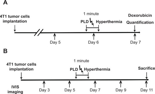 Figure 2 (A) Schedule for PLD injection and quantification. (B) Time course of tumor implantation and PLD and/or short-time FUS hyperthermia administration.Abbreviations: PLD, pegylated liposomal doxorubicin; FUS, focused ultrasound.