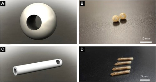 Figure 13 Design files and resultant gentamicin-laden PLA filament and catheters.Notes: (A) Bead design file. (B) Printed 1 wt% gentamicin-laden PLA beads. (C) Catheter design file. (D) Printed 1 wt% gentamicin-laden PLA catheters.Abbreviation: PLA, polylactic acid.