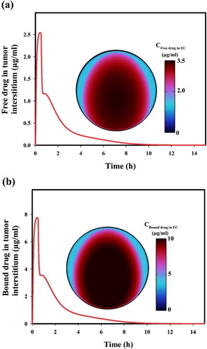 Figure 8. (a) Free and (b) protein-bound drug concentrations in the tumor interstitium as a function of time. Note that the ultrasound exposure stops at t = 0.5 h.