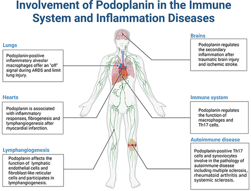 Figure 1 The involvement of podoplanin in the immune system and inflammatory diseases.