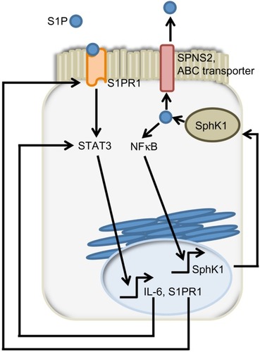 Figure 4 SphK1/S1P/S1PR1 feed-forward loop sustain signals promoting colon tumorigenesis.