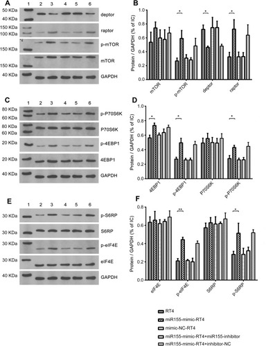 Figure 6 Expressions of Deptor, raptor, mTOR and p-mTOR proteins were analyzed in sub-groups of RT4 cells following miR-155 transfection by Western blotting.Notes: Lane 1 represents the marker. Lanes 2, 3, 4, 5 and 6 represent groups RT4, miR155-mimic-RT4, mimic-NC-RT4, miR155-mimic-RT4+miR155-inhibitor and miR155-mimic-RT4+inhibitor-NC, respectively (A, C, E). The expression of Deptor was decreased in the miR-155-mimic-RT4 group compared to the original RT4 group. Both expressions of Raptor and p-mTOR were increased in the miR-155-mimic-RT4 group compared to the original RT4 group. However, no statistically significant difference was noted in mTOR levels among the five groups (B). The expression of 4EBP1, p-4EBP1 and p-p70S6K was increased in the miR155-mimic-RT4 group compared to the original RT4 group. However, no statistically significant difference was noted in p70S6K expression level among five groups (D). The expression of both p-eIF4E and p-S6RP was increased in the miR155-mimic-RT4 group compared to the RT4 group. However, no statistically significant difference was noted in eIF4E and S6RP expression levels among the five groups (F). * p < 0.05, ** p < 0.001.