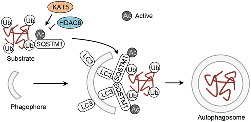 Figure 3. Acetylation of autophagic cargo assembly proteins. Acetylation of SQSTM1/p62 controlled by the acetyltransfease KAT5/TIP60 and the deacetylase HDAC6 facilitates autophagic cargo assembly. HDAC6, histone deacetylase 6; SQSTM1/p62, sequestosome 1; Ub, ubiquitin.