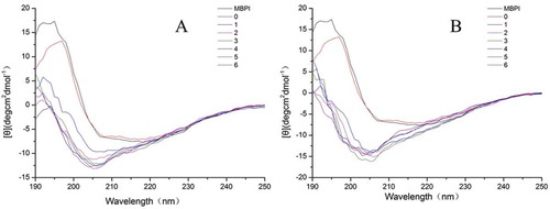 Figure 7. Far-UV CD spectra of native and MBPI–Dextran conjugates treated at 80°C (A) and 90°C (B).