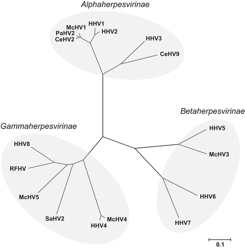 Figure 2.  Evolutionary relationships of 17 common primate herpesviruses were inferred from the amino acid sequence of the DNA polymerase protein using the Neighbor-Joining method (Saitou and Nei, Citation1987). The tree is drawn to scale with branch lengths in units of number of amino acid substitutions per site used to infer the phylogenetic tree and evolutionary distances were computed using the Poisson correction method (Zuckerkandl and Pauling, Citation1965). Positions containing gaps and missing data were eliminated from the dataset resulting in a total of 941 positions in the final dataset. Phylogenetic analyses were conducted using MEGA4 (Tamura et al., Citation2007).