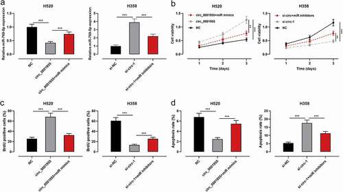 Figure 4. The effect of circ_0001955 on the proliferation and apoptosis of NSCLC cells by repressing miR-769-5p.