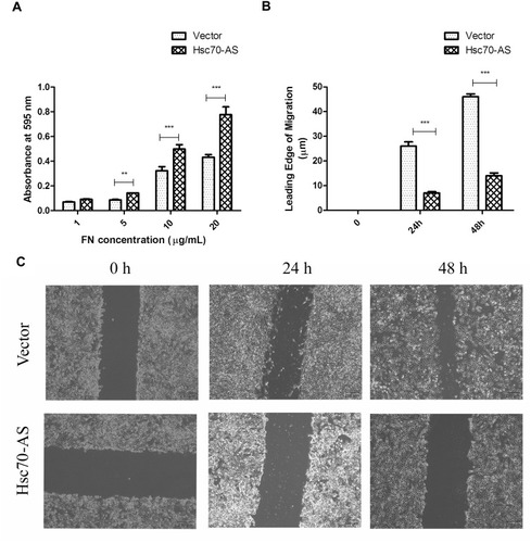 Figure 6 Increased cell adhesion in Hsc70-AS/U87 cells. (A) Cells were applied to FN-coated 96-well plates and incubated at 37°C for 30 min. Adherent cells were crystal violet and absorbance of each well was determined at 595 nm. (B) The corresponding histograms of migration in (C). Each bar represents the mean±SEM from three independent experiments, **P<0.01, ***P<0.001. (C) Cells were seeded onto an FN-coated (10 μg/mL) 6-well plate in a serum-free medium for 24 h and the monolayer was scratched with a plastic pipette tip. The plate was then incubated for indicated times at 37°C in serum-containing media and the wound-induced migration of cells was measured.