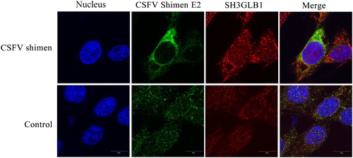 Figure 3. Temporal co-localization of SH3GLB1 with CSFV E2 in control cells and macrophages infected with CSFV Shimen. CSFV E2 antibody is displayed in green colour, SH3GLB1 antibody produced green fluorescence, and nuclei produced blue fluorescence.