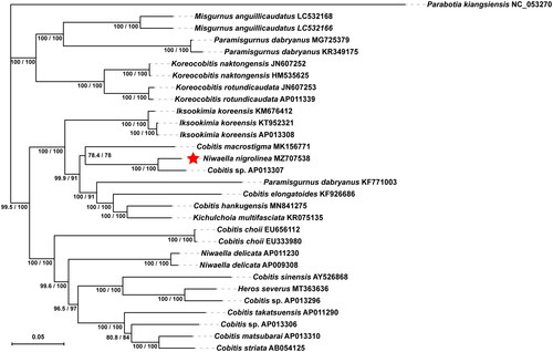 Figure 1. The phylogenetic tree of Niwaella nigrolinea was inferred using the Maximum-likelihood method based on the mitochondrial genomes. The values at each node of the tree correspond to the SH-aLRT values, and Ultrafast Bootstrap values are expressed as percentages.