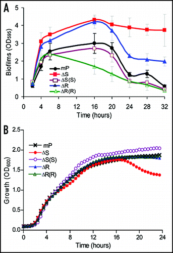 Figure 2 Time course assay of biofilm development. (A) Quantification of biofilm formation at different time points. P. aeruginosa strains were grown in LB medium in 14-ml polystyrene tubes and the amounts of biofilm mass at different time points as indicated were quantified. Assays were performed in triplicates and the data were the mean values ± SD. (B) Bioscreen analysis of the bacterial growth. The data were the mean values of 5 replicates. The following bacterial strains were used in this experiment: mPAO1 (mP), mutant ΔbqsS (ΔS), mutant ΔbqsR (ΔR), and the complemented strains ΔbqsS(bqsS) [ΔS(S)], and ΔbqsR(bqsR) [ΔR(R)].