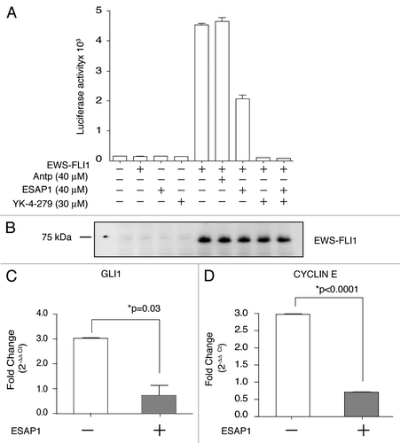 Figure 4 ESAP1 reduces EWS-FLI1 regulated transcript activation. (A) The NR0B1 promoter luciferase activity was evaluated for EWS-FLI1-dependent transcriptional activity in Cos-7 cells. (B) Exogenously expressed EWS-FLI1 levels were confirmed by immunoblotting. (C and D) GLI1 and cyclin E transcript levels were measured with qRT-PCR. mRNAs of synchronized cells (open bars) and the 8 h ESAP1-treated cells (gray bars) were isolated and subjected to the qRT-PCR with respective primers. GAPDH was used as a normalizer for fold difference calculation by 2−ΔΔCt method. Student's t-test was used to evaluate statistical significance of fold difference of the ESAP1 treatment. p values were given in the graph.