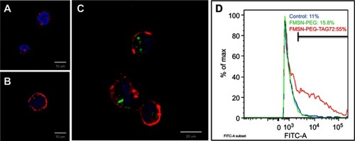 Figure 3 Cell uptake of FMSN-trityl. Fluorescent confocal images of cells treated with (A) PBS, (B) trityl-loaded FMSN-PEG, (C) trityl-loaded FMSN-PEG-TAG72. Trityl-loaded FITC-MSNs (green); nucleus stain, DAPI (blue); and cell membrane stain, WGA647 (red). (D) Histogram of cell counts from flow cytometer. X-axis shows the intensity of FITC.