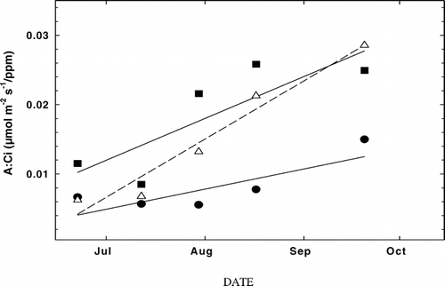 FIGURE 5.  Seasonal change in the ratio of mean daily photosynthesis (A) to CO2 concentration of the mesophyll air space inside the leaf (C i), or A:C i, measured at the FS (solid circles), TS (solid squares), and AS (open triangles) study sites. FS (subalpine forest, 2965 m), TS ( treeline ecotone, 3198 m), and AS (alpine treeline, 3256 m). Solid lines represent best-fit linear regressions (FS: r 2 = 0.57; TS: r 2 = 0.70; AS: r 2 = 0.94)