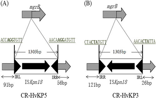 Fig. 2 Schematic representation of the two insertion events that occurred in the mgrB gene.The mgrB gene was truncated by ISKpn18 in both K. pneumoniae 5 (a) and K. pneumoniae 3 (b) strains with opposite directions at different positions. Target site duplications are underlined with bold letters. The left and right inverted repeats (IRL and IRR) of ISKpn18 are represented as black triangles