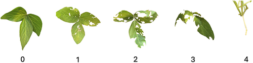 Figure 2. Damage assessment scale on soybean leaves. 0 = 0% damage, 1 = 25% damage, 2 = 50% damage, 3 = 75% damage, 4 = 100% damage.