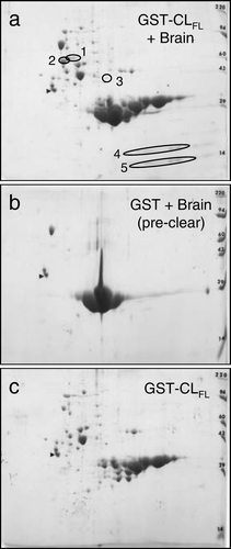 Figure 3.  Two-dimensional gel electrophoresis of GST pull-down assay involving Cx43-CLFL and matched controls. GST pull down assay with Cx43-CLFL GST fusion product followed by 2D gel electrophoresis (a) reveals five spots not seen in control experiments (b and c).