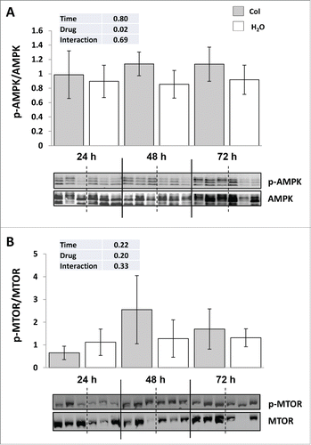Figure 5. Colchicine treatment disturbs the major energy sensors AMPK but not the nutrient sensor MTOR. (A) Representative phospho-AMPK at Thr172 and total AMPK immunoblots of liver homogenates from trout treated with water or 0.8 mg/kg/d colchicine for one, 2 or 3 d. Graph represents the ratio between phospho-AMPK and total AMPK. (B) Representative phospho-MTOR at Ser2448 and total MTOR immunoblots of liver homogenates from trout treated with water or 0.8 mg/kg/day colchicine for one, 2 or 3 d. Graph represents the ratio between phospho-MTOR and total MTOR.