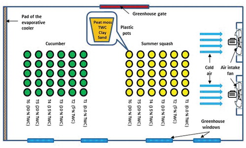 Figure 1. Experimental layout, cucumber and summer squash sampling distribution and planting in plastic pots in the greenhouse