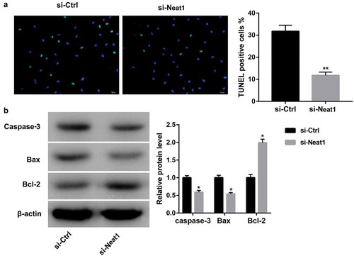 Figure 2. Effect of Neat1 knockdown on myocardial apoptosis. Apoptotic index (a) and the protein levels of caspase-3, Bax and Bcl-2 (b) in mouse cardiomyocytes transfected with si-Ctrl and si-Neat1 following treatment with HG.