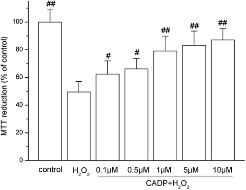 Figure 2  . Protective effect of (7′Z)-3-O-(3, 4-dihydroxyphenyl-ethenyl)-caffeic acid (CADP) against H2O2-induced PC12 cell injury. Cells were incubated with 200 μM H2O2 for 4 h for MTT assay. CADP was added to the culture 24 h before H2O2 addition. The data are presented as means ± SEM (n = 6). #p < 0.05 and ##p < 0.01 compared with H2O2 group.