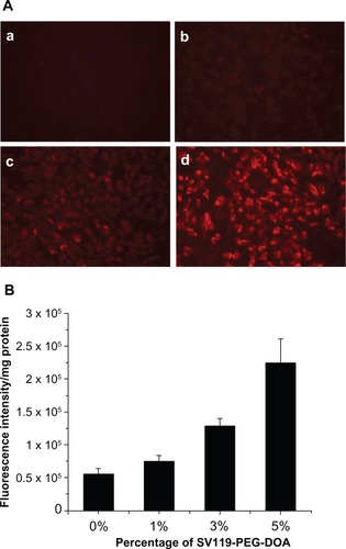 Figure 3 Enhanced intracellular uptake of SV119 liposomes by DU-145 cells, examined by microscopic study (A) and quantitative analysis (B) (n = 4, mean ± SD). In (A), the percentage of SV119-PEG-DOA in the total lipid was 0% (a), 1% (b), 3% (c), and 5% (d), respectively.Abbreviations: DOA, dioleyl amido aspartic acid; PEG, polyethylene glycol.