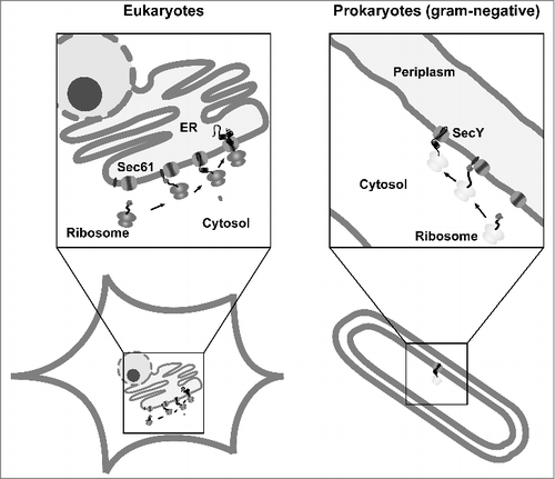 Figure 2. Conserved pathways for protein translocation in eukaryotes and prokaryotes. Schematic view of Sec61- and SecY-mediated secretion in eukaryotes and gram-negative bacteria. After targeting of the ribosome-nascent chain complex to the translocon the protein is translocated into the ER lumen or periplasm. In addition to the co-translational targeting pathway depicted in the scheme, substrates can also be targeted after they have been synthesized on free ribosomes in the cytosol (post-translational pathway).