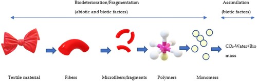 Figure 3. Biodeterioration and Assimilation phases of the biodegradation process.