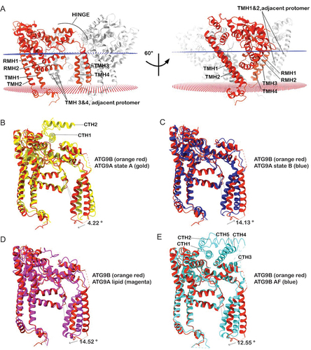 Figure 4. Conformational analysis of ATG9B. (A) ATG9B trimer in lipid bilayer (blue and red lattices), the transmembrane domains and HINGE region of one protomer (orange red) is highlighted. Structural alignments of ATG9B and (B) ATG9A state a (PDB ID 6WQZ), (C) ATG9A state B (PDB ID 6WR4), (D) ATG9A in nanodisc (PDB ID 7JLP) and (E) AlphaFold model of ATG9B. The faint gray vertical lines are the axis from which the relative rotations of TMH 4 to the rest of the protomer is measured between the compared structures. The arrow indicates the direction of rotation from the ATG9B structure to the compared structure and the magnitude of this rotation is indicated next to the arrow. RMH: reentrant membrane helix.