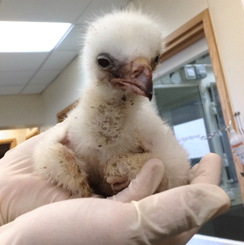 Baby Verreaux’s eagle with a gastro-intestinal infection. Note the dull eyes which are not fully open. The patient exhibited twittering vocalisation and a hunched/ head down posture, which resolved with administrations of butorphanol.