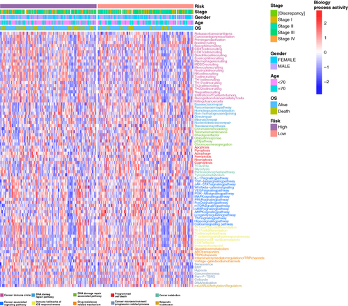 Figure 6. Comparisons in activities of cancer-related pathways and clinical parameters in the high-risk and low-risk groups. The activities of 83 cancer-related pathways and clinical parameters including tumor stages, age, gender, and OS were compared between the high-risk and low-risk groups in the TCGA-COAD cohort by using GSVA. The pathway-related functions are displayed in different colors at the bottom of the heatmap.COAD: Colonic adenocarcinoma; GSVA: Gene set variation analysis; OS: Overall survival.