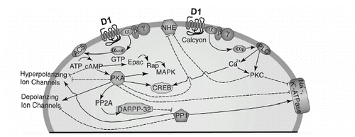 Figure 1. D1-like receptor signaling pathways. Stimulatory effects are indicated with a solid line ending in an arrowhead, and inhibitory effects with a dashed line ending in a bar. Intervening steps (e.g., MAPKKK → MAPKK → MAPK) are frequently omitted from the figure for simplicity and ion channels are indicated generically, but are identified individually in Fig. 2. AC5, adenylate cyclase type 5; CREB, cyclic AMP response element binding protein; DARPP-32, dopamine-related phosphoprotein, 32 kDa; MAPK, mitogen-activated protein kinase; NHE, Na+/H+ exchanger; PKA, protein kinase A; PKC, protein kinase C; PLC, phospholipase C; PP1 or PP2A, protein phosphatase 1 or 2A.