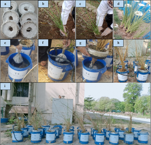 Figure 1. Development of floating treatment wetlands and preparation of experimental setup for remediation of AMX-contaminated water. Polystyrene sheet wrapped with aluminum foil (a), fixing of plant in plastic pot with the help of soil and coconut shaving (b, c), prepared plant pots for fixing in polystyrene sheet (d), addition of cloth wrapped biochar in FTWs tanks (e, f), placing of plant in floating mat in water containing tank (g), aeration pipes setup for treatments (h), experimental setup with all treatments (i).