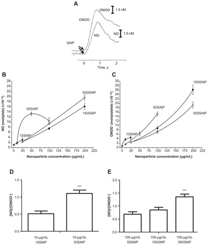 Figure 2 Amorphous SiNP induce NO and ONOO− production and unfavorably shift the [NO]/[ONOO−] balance in human platelets. (A) Representative recordings of NO and ONOO− measured in situ by specific nanosensors after the addition of 10 μg/mL 10SiNP to the platelet suspension (2.5 × 108 platelets per milliliter). (B and C) Maximal NO (B) and ONOO− (C) release from a single platelet following stimulation by SiNP: 10SiNP (■), 50SiNP (□), 150SiNP (●), 500SiNP (○). (D and E) The [NO]/[ONOO−] ratio of the maximal NO and ONOO− concentrations measured upon stimulation of platelets by SiNP at 10 μg/mL (D) and 100 μg/mL (E).Notes: All values are mean ± standard error of the mean (SEM) of n = 4. One-way ANOVA and Tukey-Kramer multiple comparison tests were used for analysis (B and C). All values are mean ± SEM of n = 4. Two-tailed Student’s t-test: ***P < 0.001 compared with 10 μg/mL 10SiNP (D). One-way ANOVA and Tukey-Kramer multiple comparison test: ***P < 0.001 compared with 100 μg/mL 50SiNP (E).Abbreviations: SEM, standard error of the mean; SiNP, silica nanoparticles.