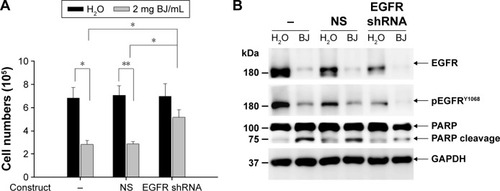 Figure 5 EGFR shRNA reduced BJ sensitivities by suppressing apoptosis. (A) Viability determination. H1975 cells transfected with EGFR shRNA or NS control for 24 hours were treated with 2 mg/mL of BJ extract for 12 hours and the collected cells counted by trypan blue exclusion assay. Symbol (-) meant no transfection. The results were expressed as mean values from three independent experiments. *P<0.05 and **P<0.01 indicated significant difference between groups. (B) Western blot analysis. Proteins of H1975 cells transfected with EGFR shRNA and NS control before being treated with BJ extract (2 mg/mL) or water were subjected to Western blot analysis. The antibodies included EGFR, phosphorylated EGFRY1068, PARP and loading control GAPDH. Symbol (−) indicated no transfection.