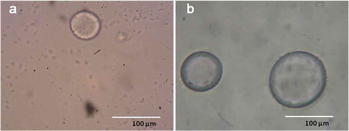 Figure 4. Light microscopic images of (a) MDG microcapsule and (b) MDGA microcapsule containing TA extract.
