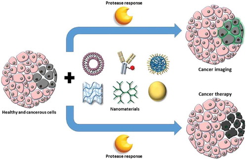 Figure 8. Tissues containing healthy (pink) and tumor (gray) cells can be treated with various nanomaterials, such as (from left to right) liposomes, protein-conjugates, polymeric nanoparticles, hydrogels, dendrimers, and inorganic metal nanoparticles, to deliver imaging agents or anticancer drugs with improved selectivity to tumor cells by incorporation of protease-responsiveness into the design of nanomaterials. Reproduced with permission from Ref. [Citation128]. Copyright 2017 American Chemical Society.