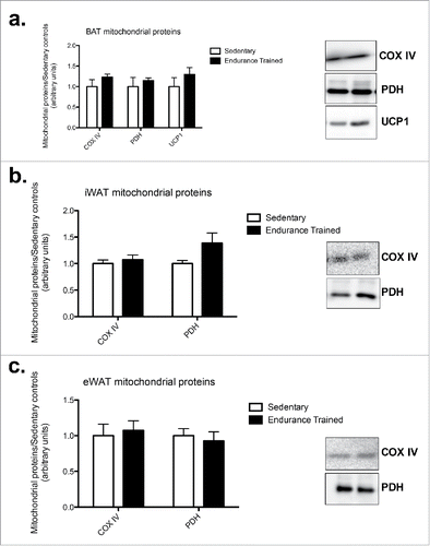 Figure 2. Endurance training did not alter mitochondrial protein content in adipose tissue depots. a) BAT mitochondrial proteins; b) iWAT mitochondrial proteins; c) eWAT mitochondrial proteins (COXIV: cytochrome c oxidase subunit IV; PDH: pyruvate dehydrogenase; UCP1: uncoupling protein 1. Statistics compare sedentary vs. endurance-trained within the same protein. Data are reported as mean±SE. * denotes significant differences between trained and sedentary (p < 0.05).