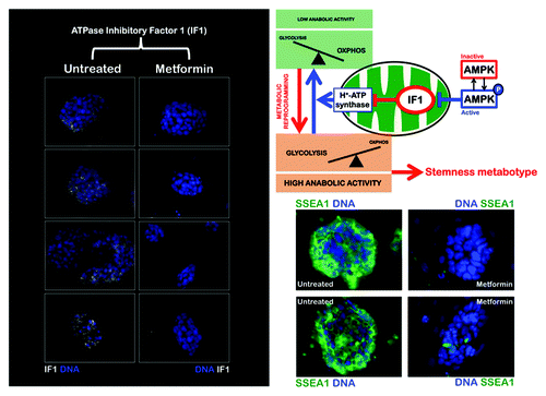 Figure 1. The AMPK agonist metformin suppresses the upregulation of the ATPase inhibitory factor 1 (IF1) of the mitochondrial H+-ATPase in iPS colonies. iPS cells were maintained in an undifferentiated stage on gelatin-coated tissue culture surfaces in the presence of LIF. After 48 h of treatment with vehicle or 10 mmol/L metformin, IF1 protein levels (white staining) were analyzed by immunofluorescent confocal microscopy. DNA was counterstained with Hoechst 33258 (blue). Images are representative of five independent experiments testing two individual iPS clones. Images show also representative images of untreated and metformin-treated iPS colonies that were captured using different channels for SSEA-1 (green) or Hoechst 33258 (blue).