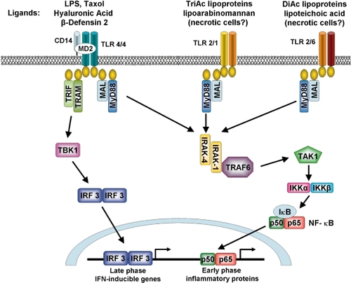 Figure 2 Signaling pathways initiated by TLR-2 and TLR-4 activation. Upon ligation of the TLR-4 receptor complex by exogenous (eg, LPS) or endogenous (eg, hyaluronic acid and β-defensin 2) ligands, MyD88-dependent and MyD88-independent signaling pathways are initiated leading to activation of the transcription factors NF-κB and IRF3. TLR-2 heterodimerises with either TLR-1 or -6 in order to recognise distinct groups of exogenous ligands and signal through a MyD88-dependent pathway. TLR-1/2 recognizes triacyalted (TriAc) lipoproteins and lipoarabinomannan whereas TLR-2/6 recognizes diacylated (DiAc) lipoproteins, lipoteichoic acid and zymosan. TLR-2 may also initiate responses to endogenous products released by necrotic cells.