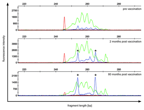 Figure 1. TCR repertoire of patient 3 showing a minimal clinical response. PBMC of patient 3 were analyzed before (upper panel) and after vaccination (middle and lower panel) for clonally expanded T cell populations by TCRβ-PCR. Fluorescent fragment analysis profiles of “reaction 1“ show two dominant clonal peaks (*) with identical fragment length, which increase during follow-up. Green peaks indicate amplification of rearrangements involving Jβ1 gene segments; blue peaks indicate amplification of rearrangements involving Jβ2 gene segments; red peak: size marker.